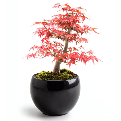 SET - Bonsai, uzgoj crvenog javora + keramička posuda