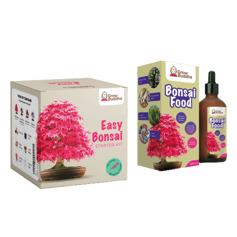 SET - Bonsai, uzgoj 4 vrste biljaka + 2 besplatne sjemenke