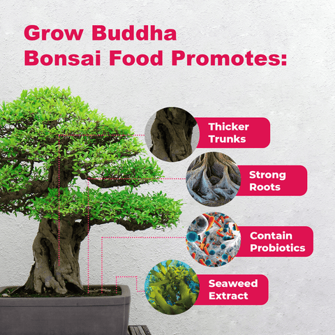 SET - Bonsai Pinus & Gnojivo za bonsaije s probioticama